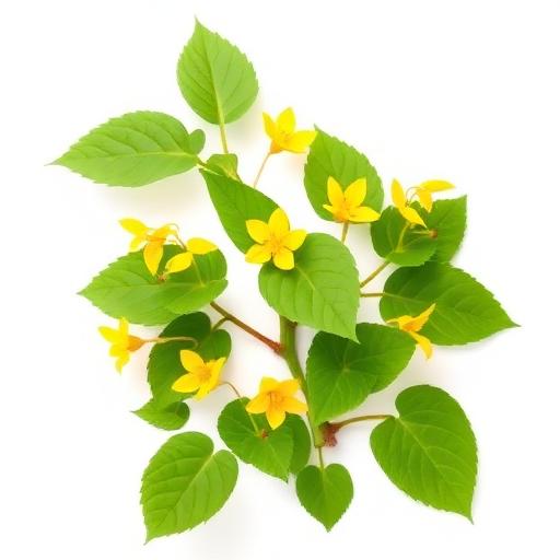 Horny Goat Weed